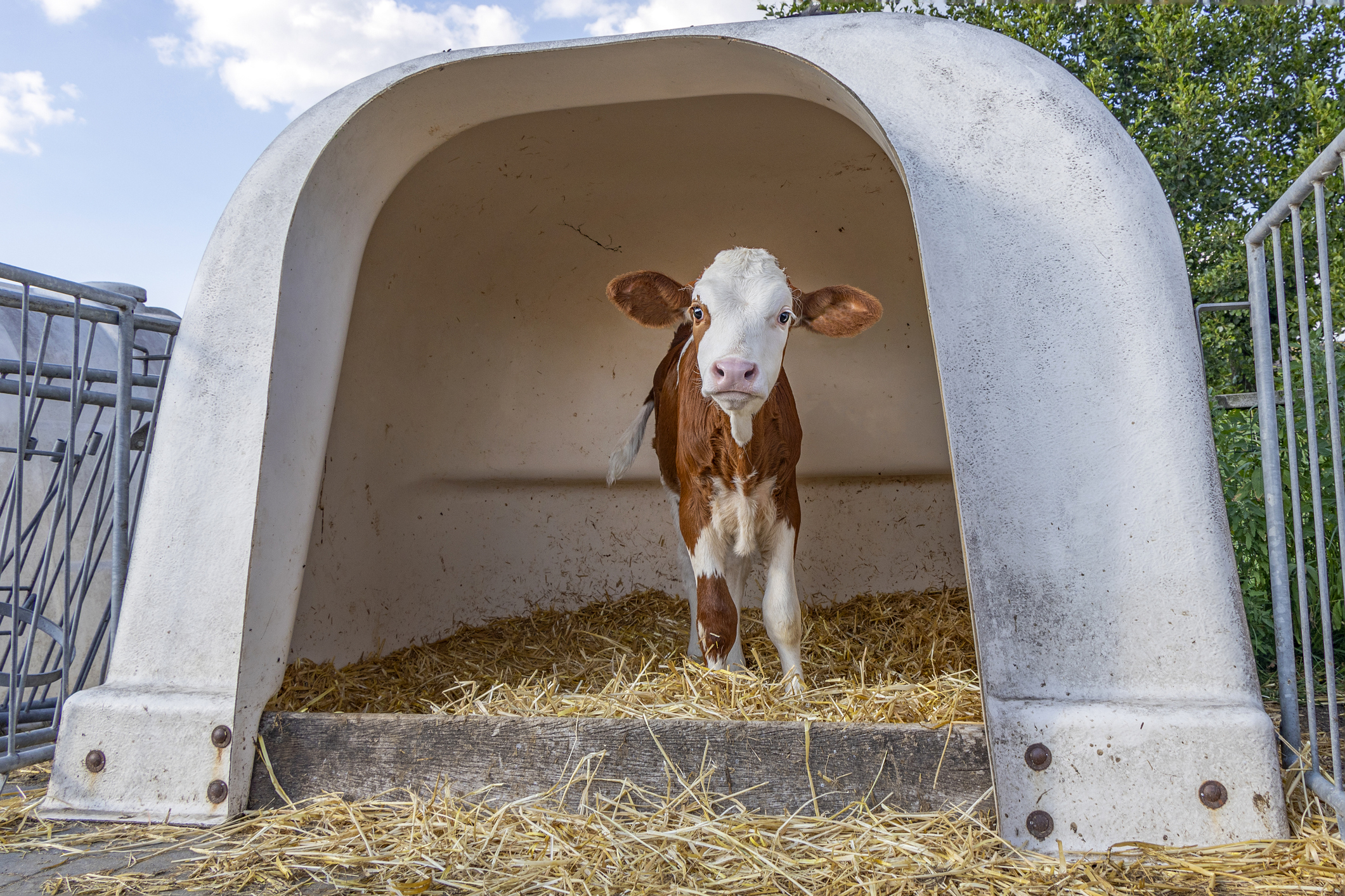 Timid lovely calf in a white plastic calf hutch, on straw at a farmyard on a sunny day