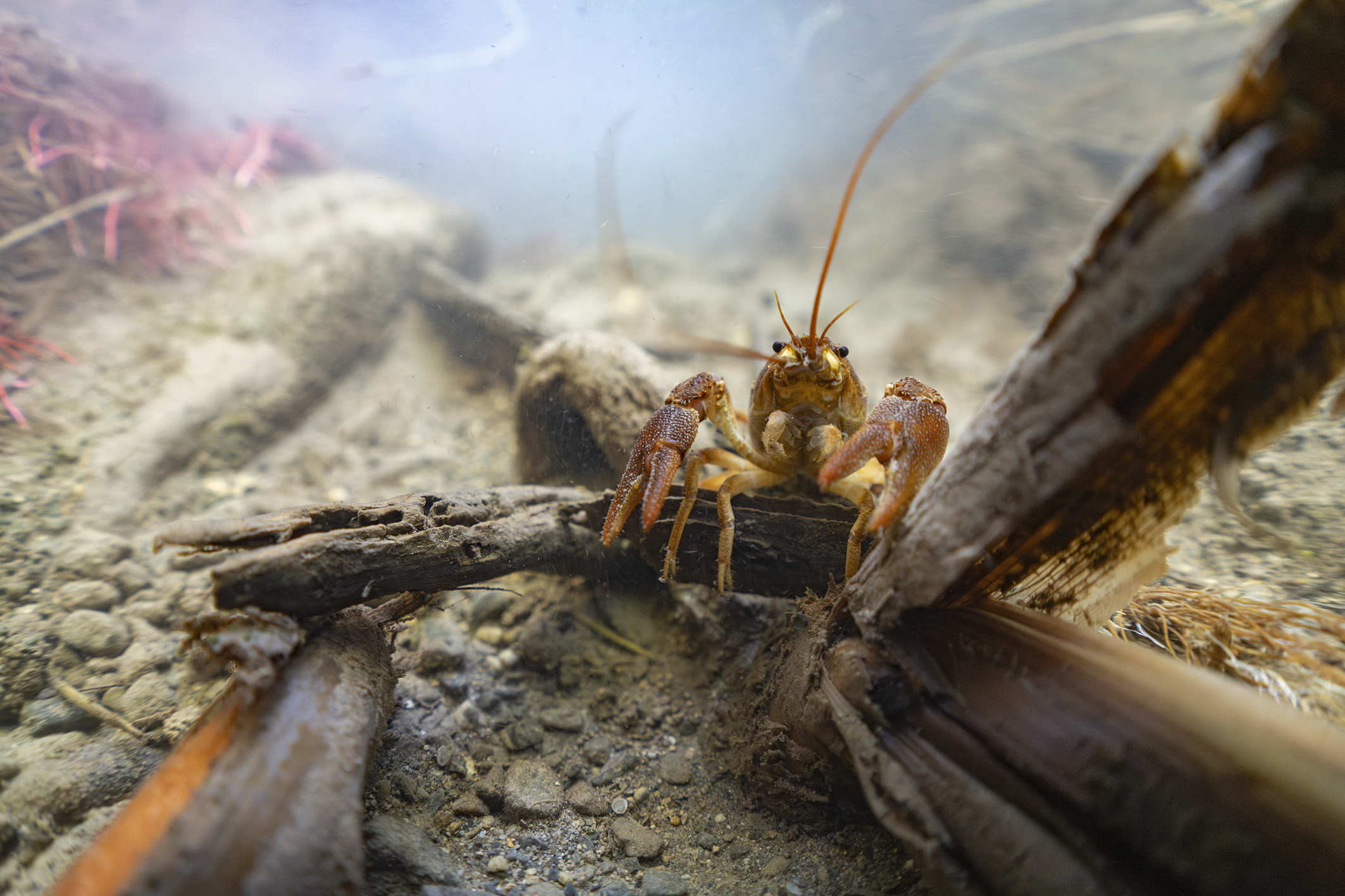 Underwater shot of a White-clawed or Atlantic stream crayfish (Austropotamobius pallipes) in the Aubächli, a small tributary of the Kander.
A habitat created by renaturation for this endangered crayfish 
Area of renaturation of water bodies as part of the RenF project of the Canton of Berne
Close to Wimmis, Canton of Berne, Switzerland
June 25, 2023