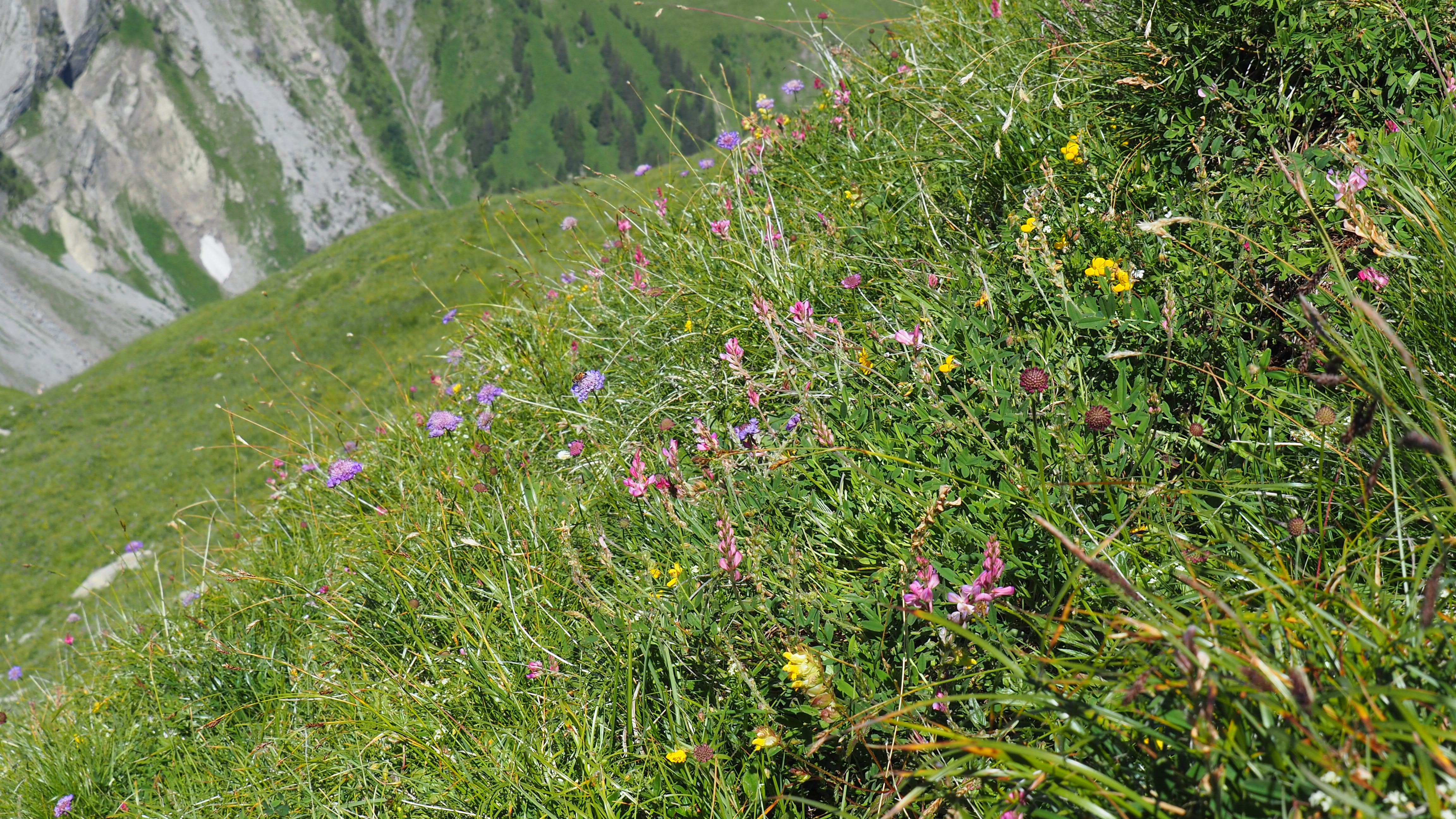 Blaugrashalde im Berner Oberland
