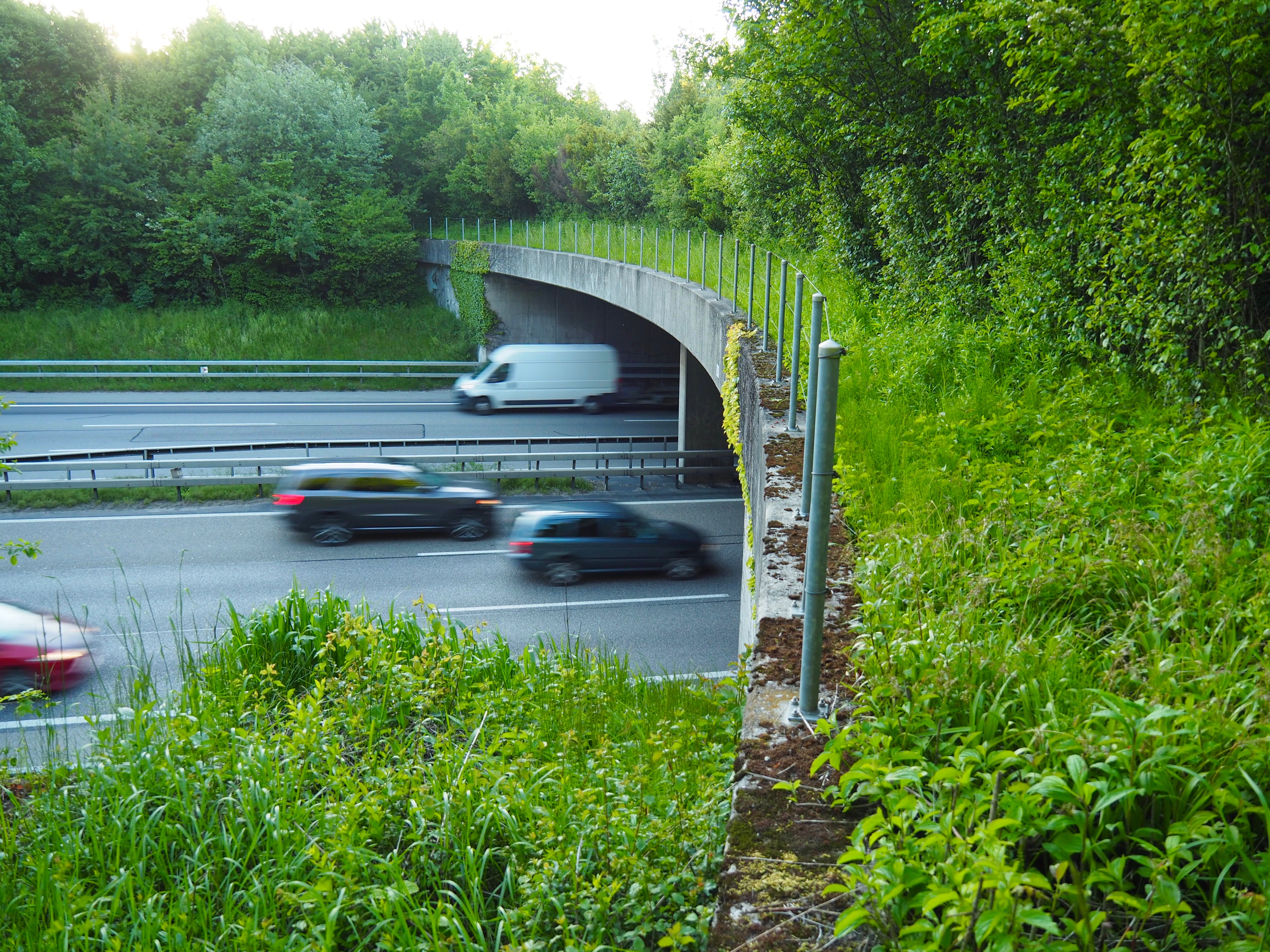 Wildtierbrücke   