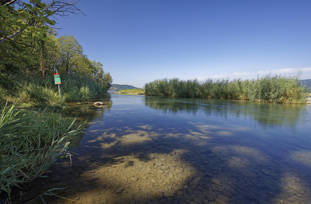 Ufer des Bielersees linksseitig der Einmündung des Hagneckkanals in den Bielersee, am Montag (25.07.22). Der Wald umfasst "Ulmen-Eschenwald im Übergangsstadium an Flüssen" (Veg.einheit 12.1), im Wasser eine neue, von Schilf bewachsene kleine Insel. Teil des Auengebiets Nr. 223 "Hagneckdelta". Foto: Jan Ryser/BAFU