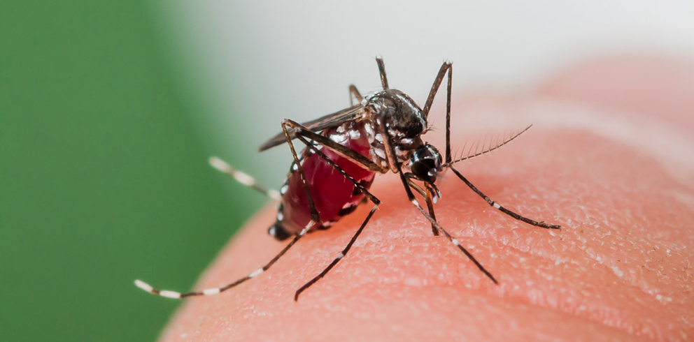 Female of the Asian Tiger Mosquito (Aedes albopictus) biting on human skin and bloodfeeding to generate a new egg batch. Invasive, potentially disease-carrying  species around the world, photographed in Catalonia, Spain, where it is present since 2004.