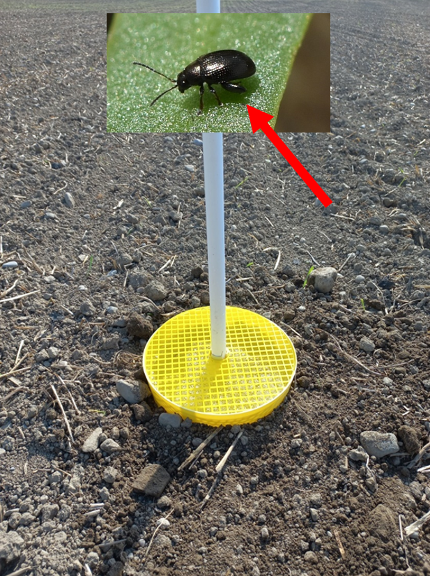 Der Pfeil zeigt auf einen Rübenerdfloh, welcher etwa die Grösse eines Rapsglanzkäfers hat. Damit die Rübenerdflöhe in die Falle hüpfen, muss diese bis auf wenige Zentimeter in den Boden gegraben werden.