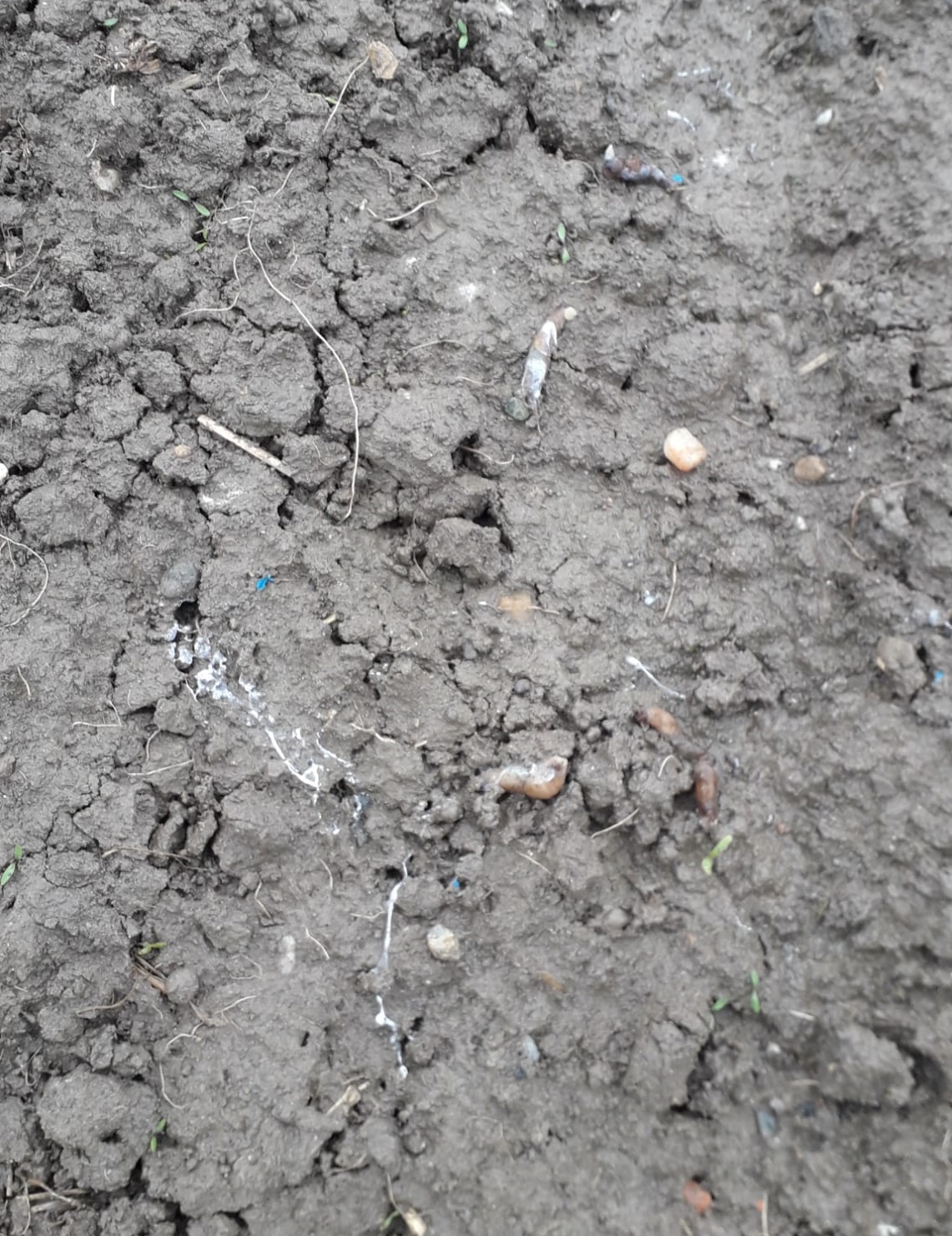 Tote Schnecken und Schleimspuren an einem Köderplatz.