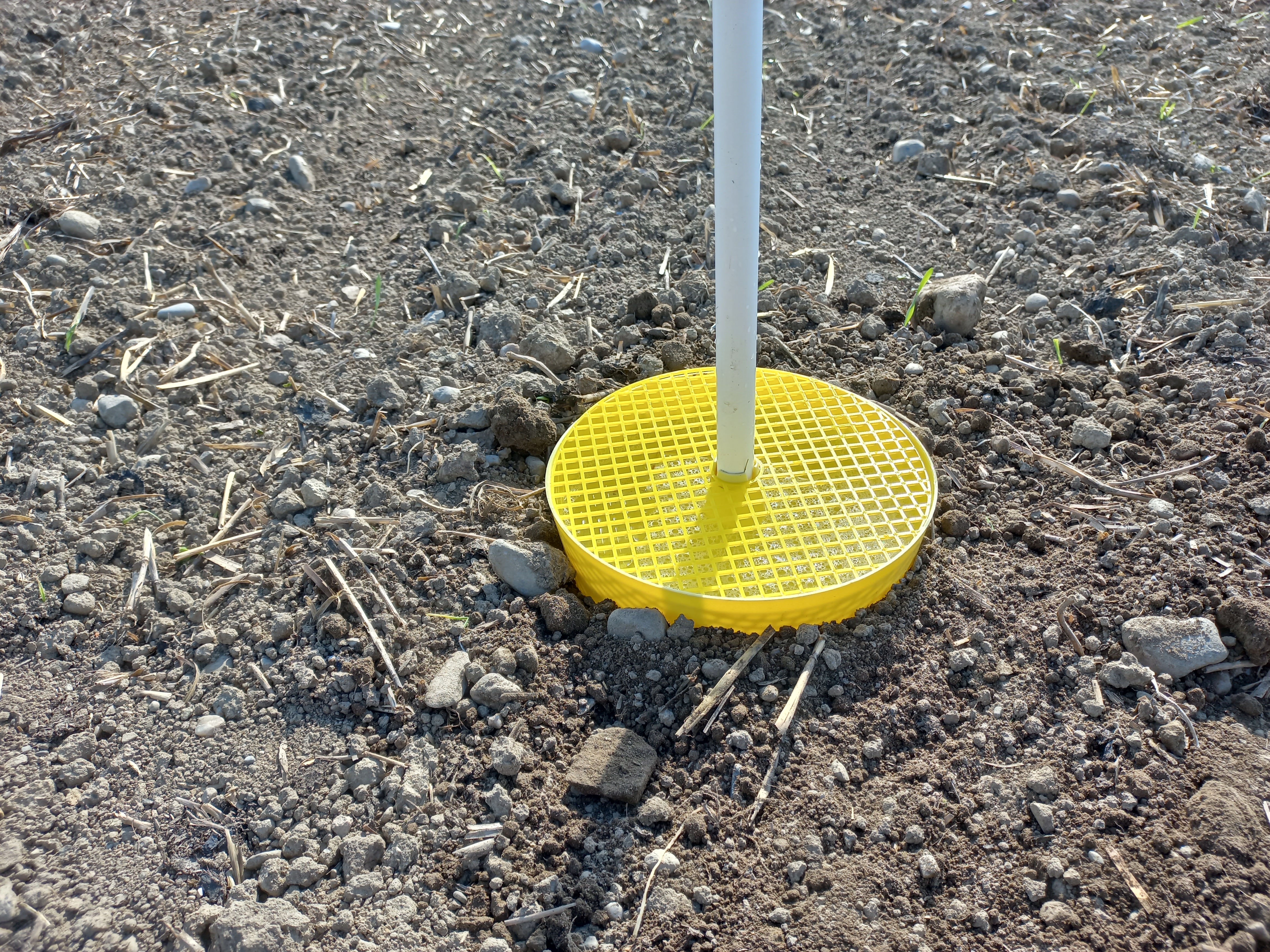 Die leicht eingegrabene Gelbfalle, mit Wasser und etwas Seife gefüllt, hilft den Erdflohbefall einzuschätzen.