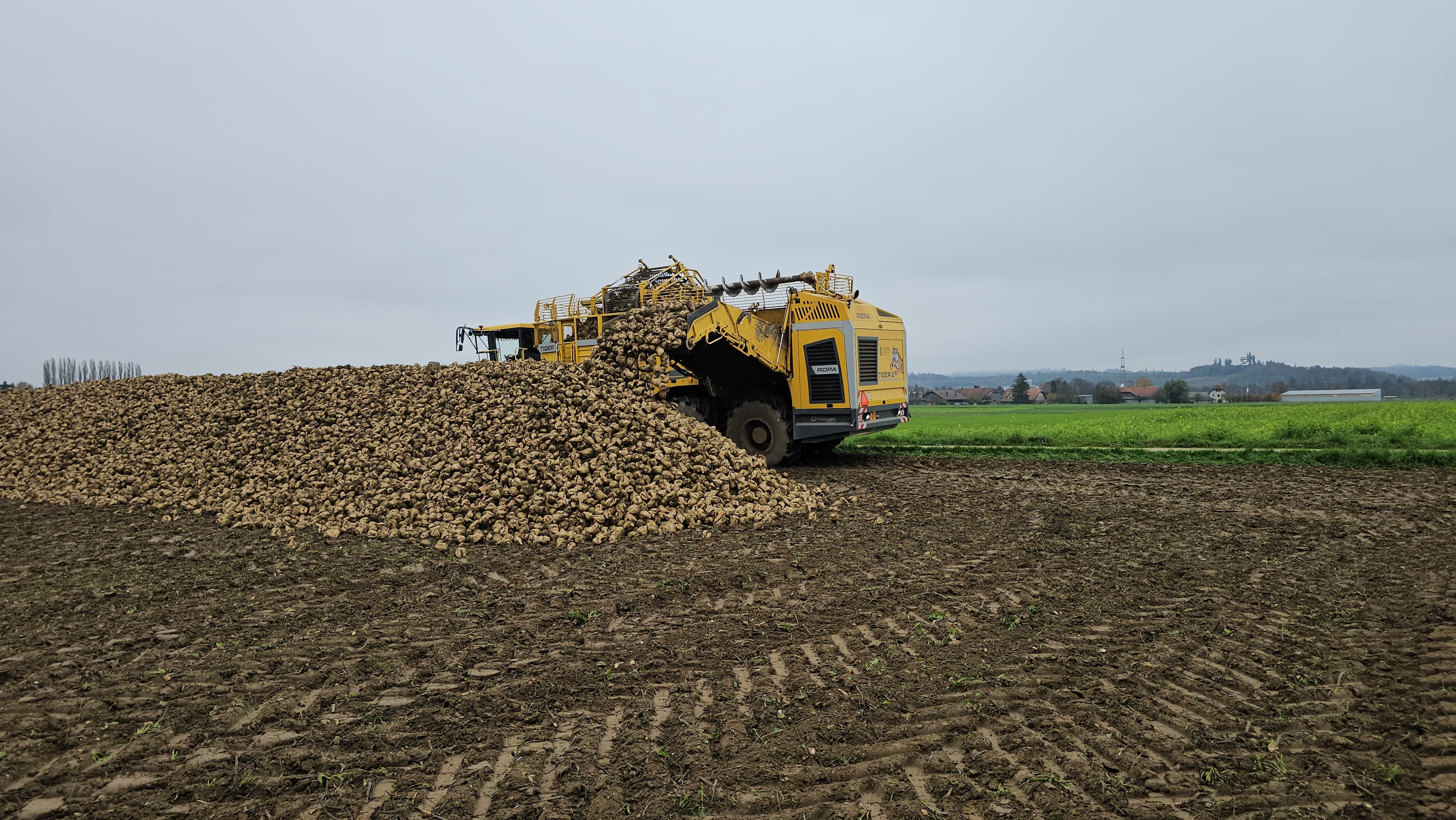 Die Rüben sind im Boden am besten konserviert. Bis Ende Oktober nicht auf Vorrat ernten und so gut es geht die Bodenbedingungen berücksichtigen.